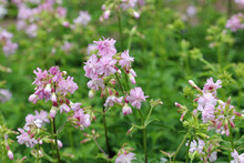 Pink Double Soapwort Flowers