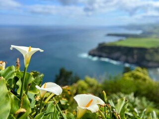 flowers with panoramic background