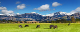 Fototapeta Sawanna - Beautiful landscape with grazing cows