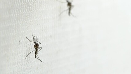 Aedes aegypti Mosquito on white mosquito wire mesh
