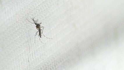Aedes aegypti Mosquito on white mosquito wire mesh