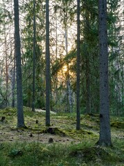 Sticker - Scenic path through a lush forest, featuring tall trees.