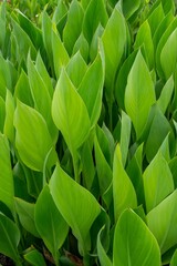 Poster - closeup of Canna indica plants in the bicentenario park in the district of Miraflores in Lima, Peru