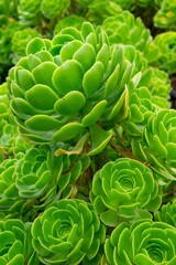 Canvas Print - Close up of Aeonium plants