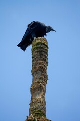 Canvas Print - Black bird (coragyps atratus) resting.