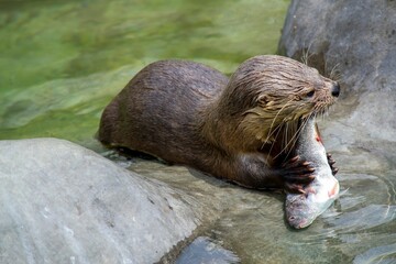 Wall Mural - River otter eating a fish