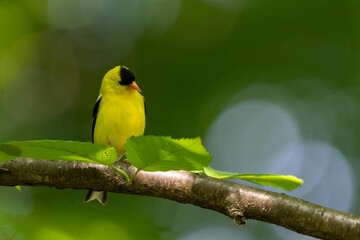 Sticker - Cheerful yellow Goldfinch perched on a lush green tree branch