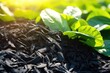 © Garnar - Biochar is added to the soil when planting plants in gardens and orchards. Biochar increases the carbon content of the soil, increasing its fertility and providing optimal conditions for plant growth