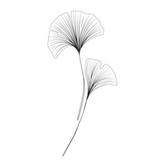 two leaves of ginkgo biloba linear drawing sketch, contour ginkgo line art