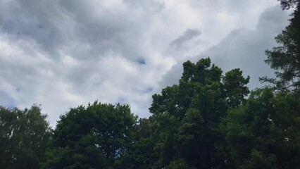 Poster - Green trees of the dense forest under the cloudy sky