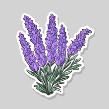 Violet Lavender Floral Botanical Flower. Vector Isolated On White Background Lavender Illustration Element. Provence Hand Painted Sticker