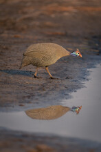Helmeted Guineafowl Bends To Drink From River