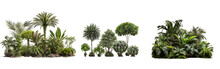 Collection Of Tropical Garden Plants With Trees And Shrubs Isolated On Transparent Background. Generative Ai.	