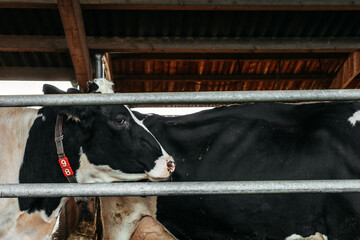 Calf cow in cage, caring on bio farm farming, feed hay grass silage pets, dairy cattle breeds, cowshed feeding. Fleckvieh breed, happy dairy cows of sustainable development. Suitable for both milk