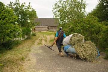 Wall Mural - an old woman in a headscarf drags a heavy wagon with hay from the field