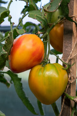 Aufkleber - Red, ripe and green large tomatoes on a bush in a greenhouse. Tomatoes in a greenhouse. Plantation of tomatoes. Organic farming, growth of young tomato plants in a greenhouse.