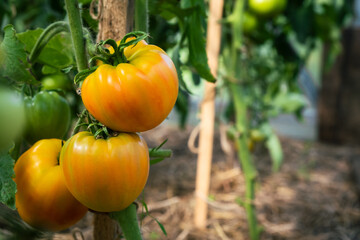 Aufkleber - Red, ripe and green large tomatoes on a bush in a greenhouse. Tomatoes in a greenhouse. Plantation of tomatoes. Organic farming, growth of young tomato plants in a greenhouse.