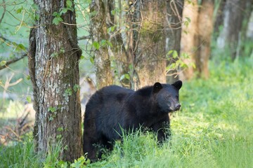 wild black bear at cades cove in the great smokey mountains national park