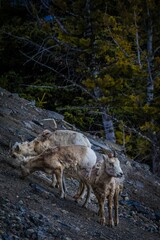 Sticker - Vertical of goats on a slope of Sulphur Mountain in Banff, Alberta, Canada