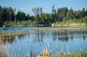 Wall Mural - geese fly above a lake in front of a forest on a bright sunny day