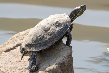 Sticker - turtle sitting on a rock at the edge of water with water reflection