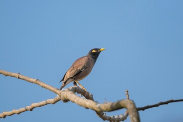 Canvas Print - Small common myna perched on a barren tree branch against a clear sky