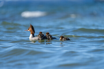 Sticker - Gänsesägerfamilie auf dem Wasser