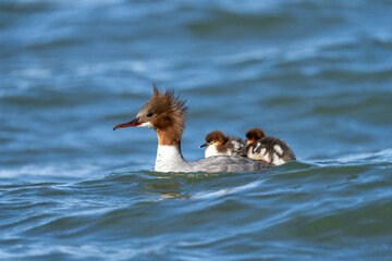 Wall Mural - Female goosander, mergus merganser, and babies.