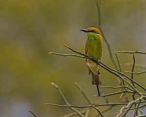 Canvas Print - Closeup of a Asian green bee-eater perched on a branch of a tree on a sunny day