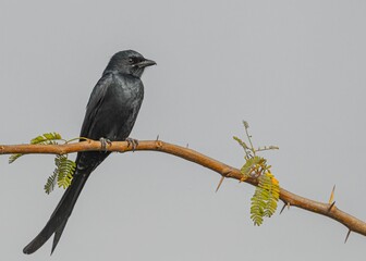 Wall Mural - a Black drongo bird perched on a branch