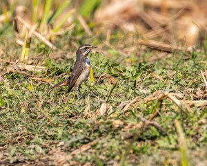 Poster - Beautiful Bluethroat bird perched atop a sandy soil surface