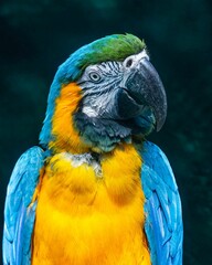 Poster - Closeup shot of a brightly colored parrot perched on a tree branch