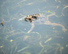 Closeup Of Amphibians Perched In A Serene Body Of Water