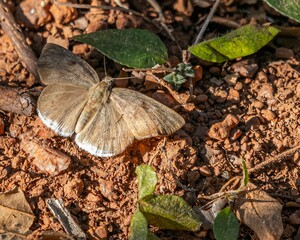 Wall Mural - closeup of a small brown Tagiades japetus perched on the ground on a sunny day