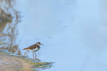 Canvas Print - Common Sandpiper near a pond looking for food