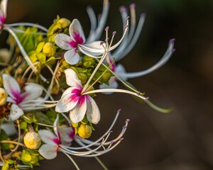 Sticker - Close-up shot of a flowering tree branch in a natural forest setting