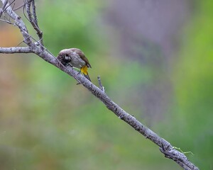 Wall Mural - Himalayan bulbul bird in its natural habitat