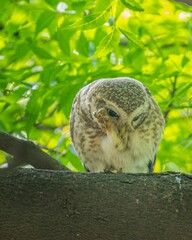 Sticker - Spotted owlet cleaning itself on a thick tree branch against vibrant green leaves