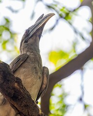 Sticker - Indian grey hornbill (Ocyceros birostris) perched on a branch