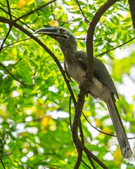 Wall Mural - Indian grey hornbill (Ocyceros birostris) perched on a branch