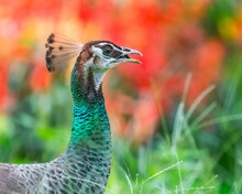 Majestic Peacock Walking In The Field