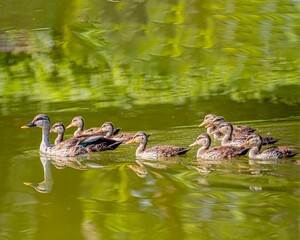 Poster - Stunning image of a family of ducks swimming peacefully in a tranquil body of water