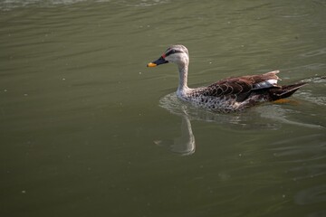 Poster - Indian Spot-billed Duck is gliding gracefully through the water