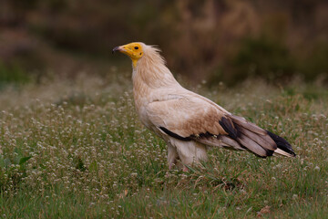 Sticker - Egyptian vulture (Neophron percnopterus) on the grass