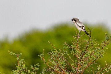 Poster - Great Grey Shrike (Lanius excubitor) perched on a lush green tree branch on a bright sunny day