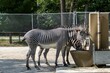 Pair of zebras eating from a feeder in a zoo habitat