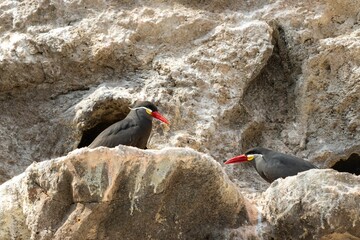 Poster - Low angle shot of two inca tern birds perched on stones