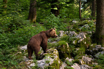 Wall Mural - Brown Bear - Ursus arctos large popular mammal from European forests and mountains, Slovenia, Europe.