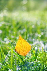 Wall Mural - autumn background. yellow leaf in green grass close up, beautifl natural abstract background. autumn season. symbol of fall time. template for design