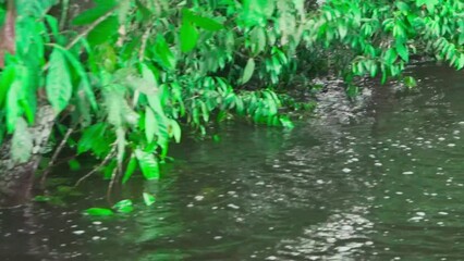 Sticker - River alongside the trees with low branches and green foliage